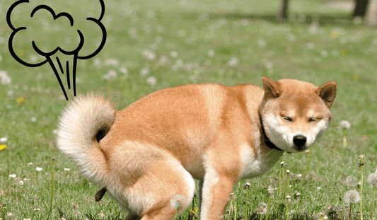 From Stinky to Satisfying: How Raw Food Can Improve Your Pet's Stool