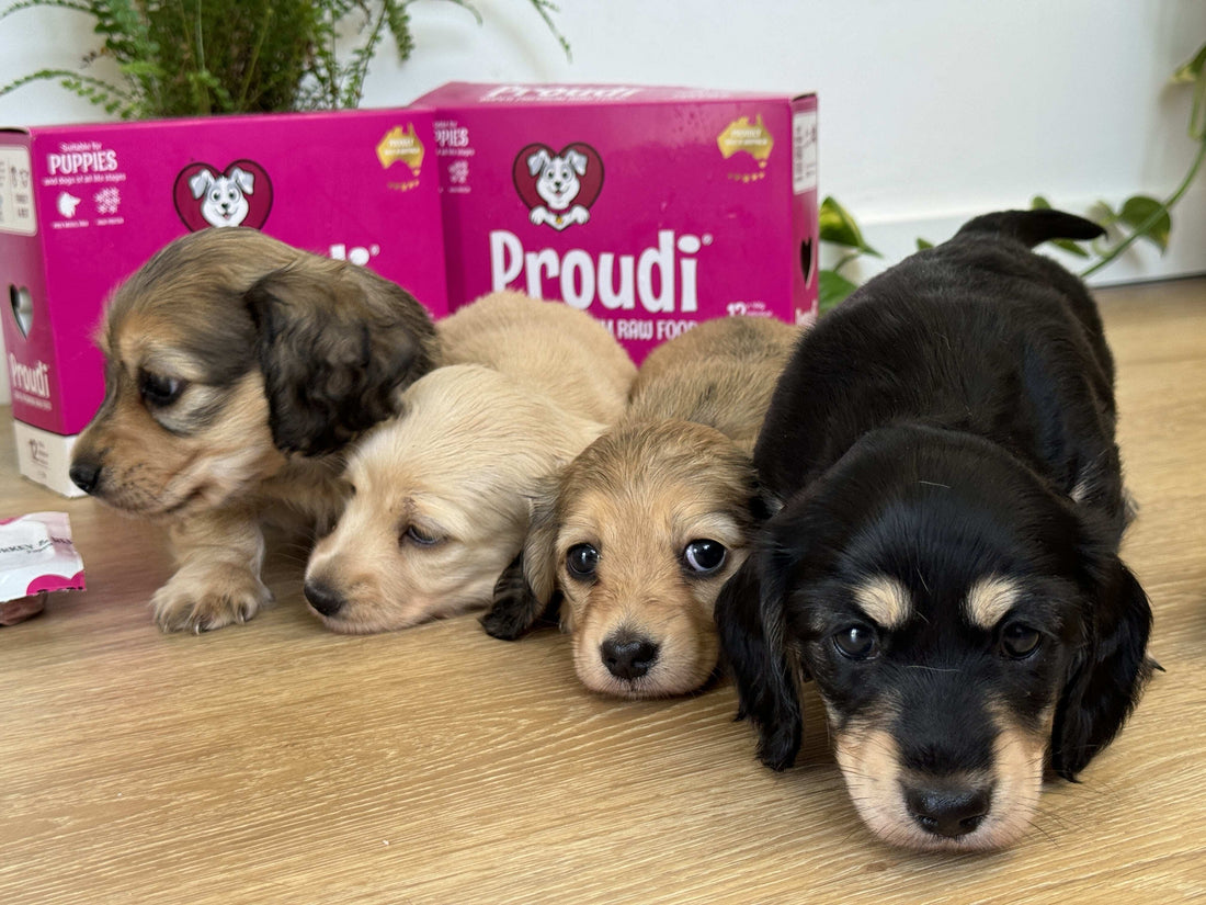 Raw Feeding guide for Puppies and Kittens