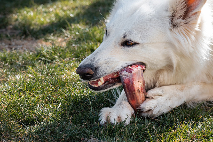 The Magic of Bone Powder: A Raw Feeding Delight for Your Pet