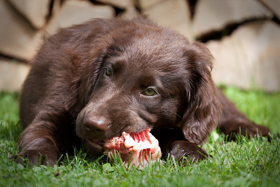 Is it Safe to Feed your Dog or Cat a Raw Diet?