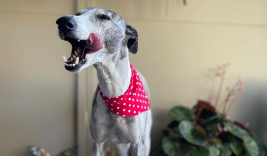 Hydration Tips for Dogs: Keeping Your Pet Healthy and Happy