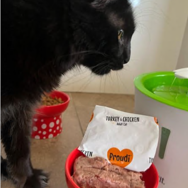 Turkey and Chicken Raw Patties for Cats