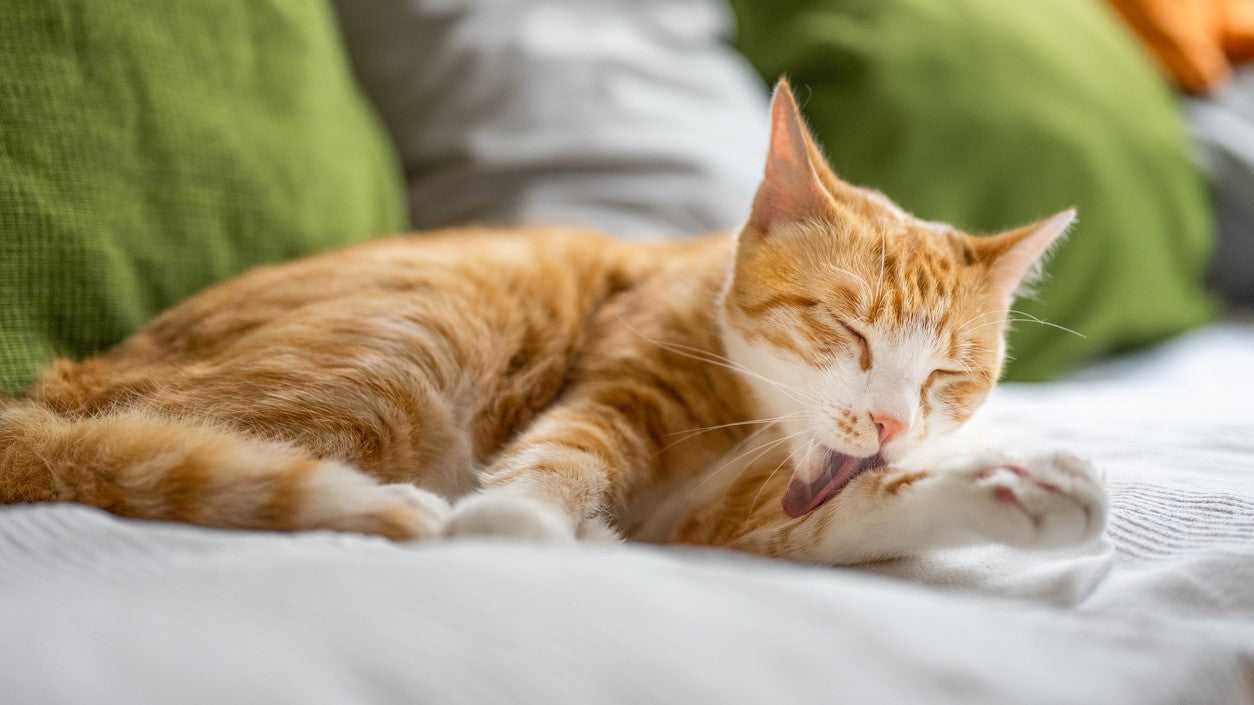 Cat With Allergy Support