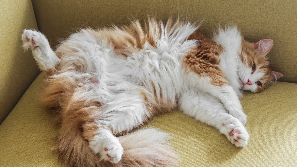 Cat With Healthy Skin & Coat