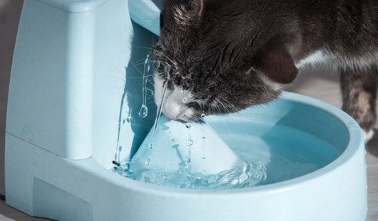 Staying Hydrated in Hot Weather: Tips for Your Cat