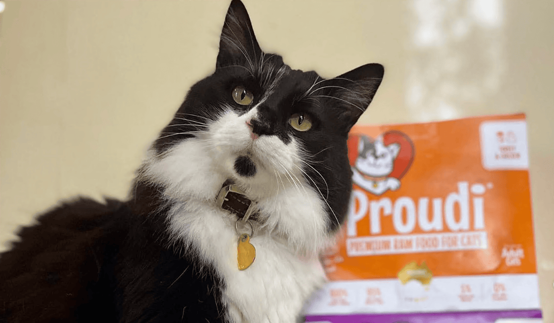 Choosing the Best Natural Diet for Your Feline Friend