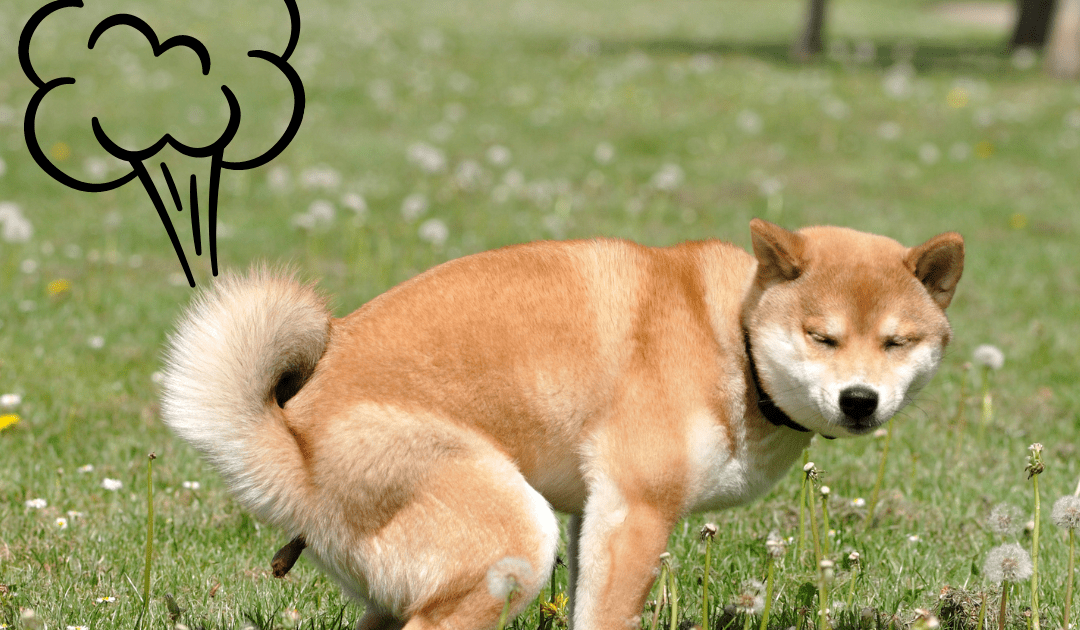 From Stinky to Satisfying: How Raw Food Can Improve Your Pet's Stool