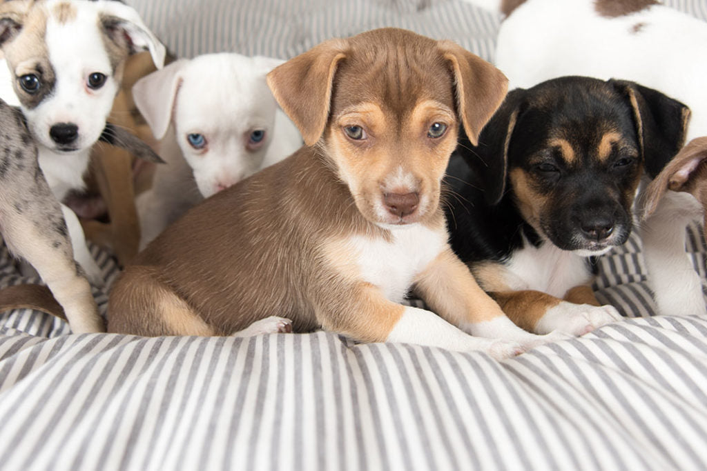 Raw Feeding for Puppies