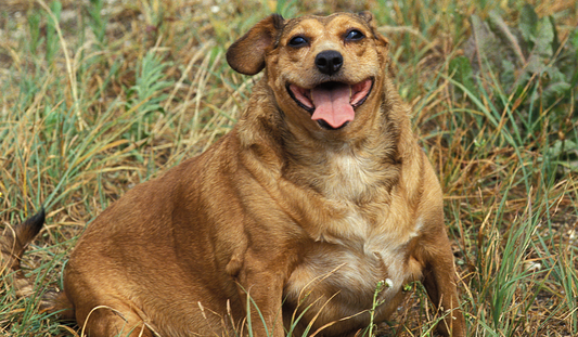 The Key to Pet Health: Tackling Obesity with Nutrient-Packed Diets