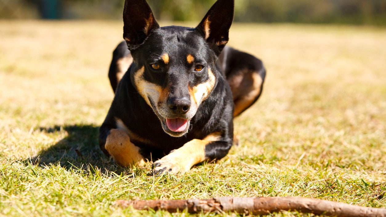 Dog With Strong Muscle Tissue Growth