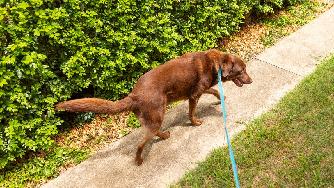 Dog With Strong Bones & Joints
