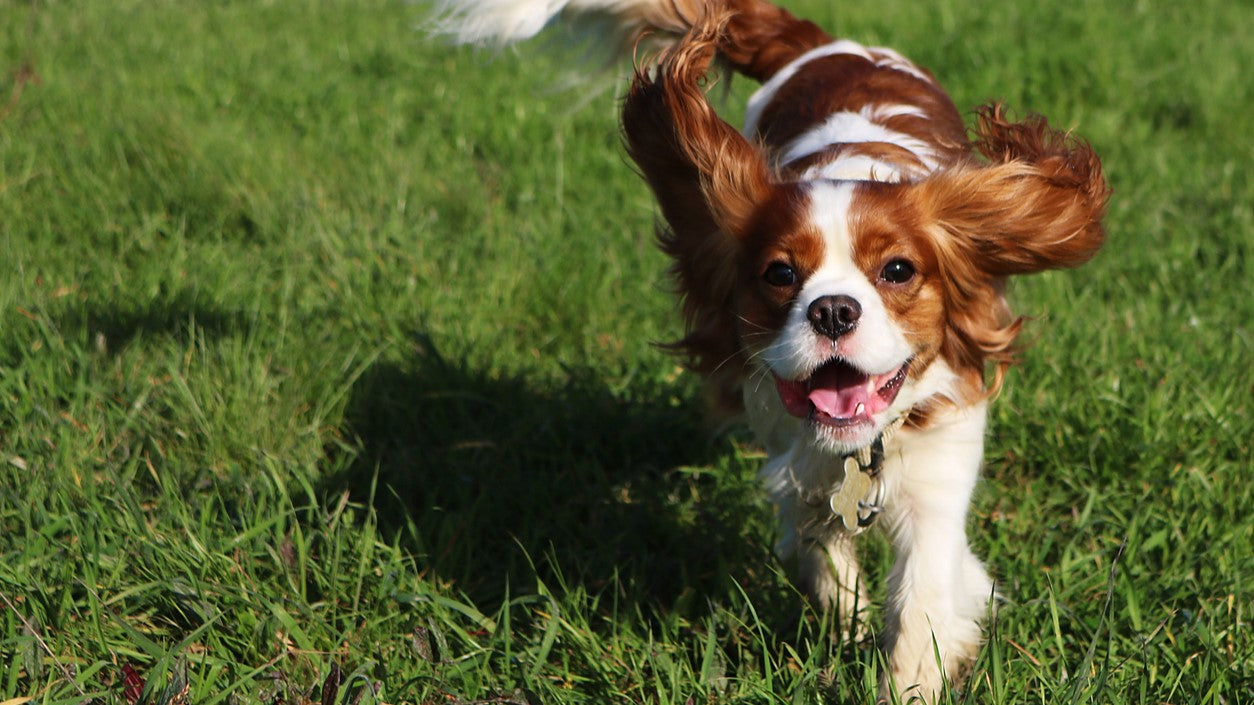 Dog with Plenty of Energy & Stamina
