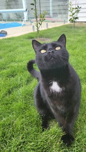 Proudi Cat Proudi Cat