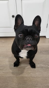 Fergus, Proudi Bulldog