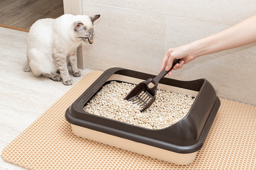 The Ultimate Guide to Litter Box Issues: Tips for a Happy Cat and a Clean Home